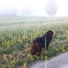 Yrityksen 1 kuva ELÄINHOITOLA KUUTTI  Lohja 18