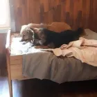 Yrityksen 3 kuva ELÄINHOITOLA KUUTTI  Lohja 18