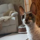 Yrityksen 4 kuva ELÄINHOITOLA KUUTTI  Lohja 18