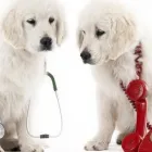 Yrityksen 1 kuva ELÄINLÄÄKÄRI VETERINÄR SOPHIE LUNDQVIST SOLUVET  Espoo 18