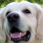 Yrityksen 2 kuva ELÄINLÄÄKÄRI VETERINÄR SOPHIE LUNDQVIST SOLUVET  Espoo 18