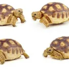 Yrityksen 3 kuva ELÄINLÄÄKÄRI VETERINÄR SOPHIE LUNDQVIST SOLUVET  Espoo 18