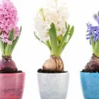 Yrityksen 2 kuva FLOWERHOUSE ESPOO OY  Espoo 18