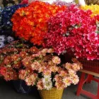 Yrityksen 5 kuva FLOWERHOUSE ESPOO OY  Espoo 18
