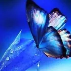 Yrityksen 3 kuva HOITOHUONE LILJAN LUMO  Hyvinkää 18