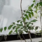 Yrityksen 2 kuva HSH-PALVELUT TMI Kiinteistöjen siivous  Kangasala 11