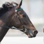 Yrityksen 6 kuva INTERNATIONAL HACIENDA OY Urheilualan tukkukauppa  Hyvinkää 18