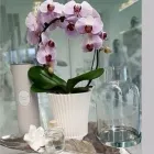 Yrityksen 1 kuva JORVIN KUKKA JA LAHJA, JORVIN SAIRAALA  Espoo 18