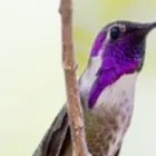 Yrityksen 3 kuva KAUNEUSKESKUS KOLIBRI Kauneudenhoitopalvelut  Pori 17