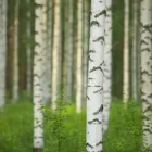 Yrityksen 2 kuva KIINTEISTÖPALVELU KOIVU OY Kiinteistönhoito  Vantaa 18