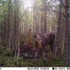 Yrityksen 2 kuva KIVILAHDEN SEUDUN METSÄSTYSSEURA R.Y. Urheiluseurojen toiminta  Kuusamo 14