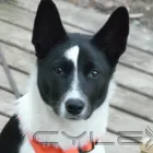 Yrityksen 3 kuva KIVILAHDEN SEUDUN METSÄSTYSSEURA R.Y. Urheiluseurojen toiminta  Kuusamo 14