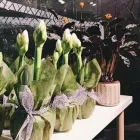 Yrityksen 4 kuva KLUUVIN KUKKA  Helsinki 18