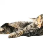 Yrityksen 1 kuva KOIRAMÄEN LEMMIKKIELÄINHOITOLA Muu eläinten hoito  Savonlinna 04