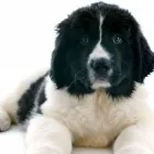 Yrityksen 2 kuva KOIRAMÄEN LEMMIKKIELÄINHOITOLA Muu eläinten hoito  Savonlinna 04