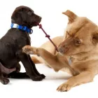 Yrityksen 3 kuva KOIRAMÄEN LEMMIKKIELÄINHOITOLA Muu eläinten hoito  Savonlinna 04