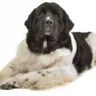 Yrityksen 4 kuva KOIRAMÄEN LEMMIKKIELÄINHOITOLA Muu eläinten hoito  Savonlinna 04