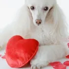 Yrityksen 1 kuva KOIRIEN TRIMMAUSLIIKE EIJA HALONEN  Kuopio 15