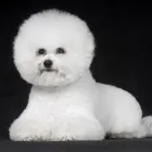 Yrityksen 2 kuva KOIRIEN TRIMMAUSLIIKE EIJA HALONEN  Kuopio 15