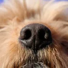 Yrityksen 3 kuva KOIRIEN TRIMMAUSLIIKE EIJA HALONEN  Kuopio 15