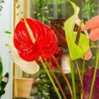 Yrityksen 1 kuva KUKKA-BUKETT Kukkien vähittäiskauppa  Oulu 14