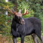 Yrityksen 1 kuva KUUSAMON RIISTANHOITOYHDISTYS Metsästys ja sitä palveleva toiminta  Kuusamo 14