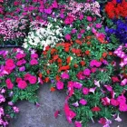 Yrityksen 1 kuva LINDELL FLOWERS TUKKU-PUUTARHA Kukkien vähittäiskauppa  Kokkola 07