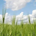 Yrityksen 6 kuva MAVEPLAN OY Rakennuspaikan valmistelutyöt  Oulu 14