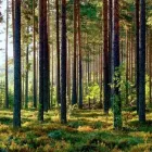 Yrityksen 3 kuva METSÄNHOITOYHDISTYS LOUNAMETSÄ RY Metsätaloutta palveleva toiminta  Turku 19