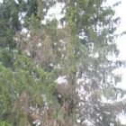 Yrityksen 6 kuva METSÄTYÖ RIITTINEN Puunkorjuu  Otava 04