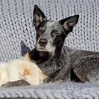 Yrityksen 2 kuva OMAELÄINKLINIKKA EIRA  Helsinki 18