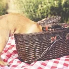 Yrityksen 4 kuva OMAELÄINKLINIKKA SAVONLINNA  Savonlinna 04