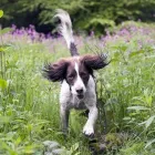 Yrityksen 5 kuva OMAELÄINKLINIKKA SAVONLINNA  Savonlinna 04