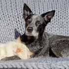 Yrityksen 3 kuva OMAELÄINSAIRAALA KUOPIO  Kuopio 15