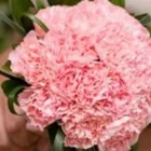 Yrityksen 2 kuva PAKILAN KUKKATALO Puutarha-alan vähittäiskauppa  Helsinki 18