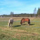 Yrityksen 3 kuva RAITTILAN MAATILA  Luopajärvi 03
