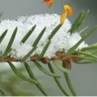 Yrityksen 1 kuva SKOGSVÅRDSFÖRENINGEN ÖSTERBOTTEN KÅLLBY  Kållby 12