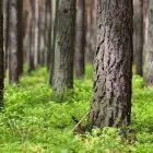 Yrityksen 2 kuva SKOGSVÅRDSFÖRENINGEN ÖSTERBOTTEN KÅLLBY  Kållby 12