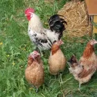 Yrityksen 7 kuva SUOMEN MAATALOUSMUSEO SARKA Muualla luokittelemattomat muut järjestöt  Loimaa 19