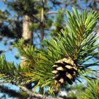 Yrityksen 1 kuva SUOMEN METSÄKESKUS, POHJOINEN PALVELUALUE KUHMO  Kuhmo 05