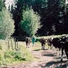 Yrityksen 2 kuva TM-LOMITUS OY Yhdistetty kasvinviljely ja kotieläintalous (sekatilat)  Oulu 14