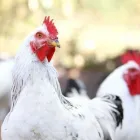 Yrityksen 3 kuva TM-LOMITUS OY Yhdistetty kasvinviljely ja kotieläintalous (sekatilat)  Oulu 14