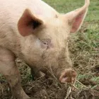 Yrityksen 5 kuva TM-LOMITUS OY Yhdistetty kasvinviljely ja kotieläintalous (sekatilat)  Oulu 14