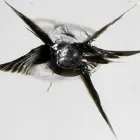 Yrityksen 3 kuva TUULILASI1.COM SUOMI OY Moottoriajoneuvojen huolto ja korjaus (pl. renkaat)  Oulu 14