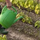 Yrityksen 2 kuva VIHERNURKKA GARDEN DESIGN GRÖNA HÖRNAN/NORAH THIBAULT  Espoo 18