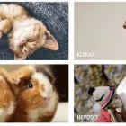 Yrityksen 1 kuva VILJAR PETS  Huittinen 17