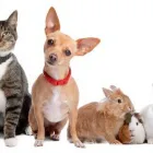 Yrityksen 3 kuva VILJAR PETS  Huittinen 17