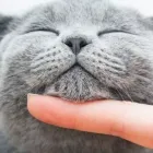 Yrityksen 4 kuva VILJAR PETS  Huittinen 17