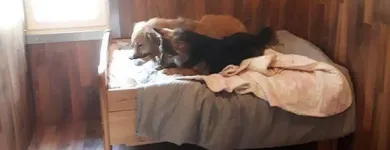 Yrityksen 3 kuva ELÄINHOITOLA KUUTTI  Lohja 18