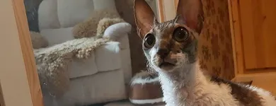 Yrityksen 4 kuva ELÄINHOITOLA KUUTTI  Lohja 18